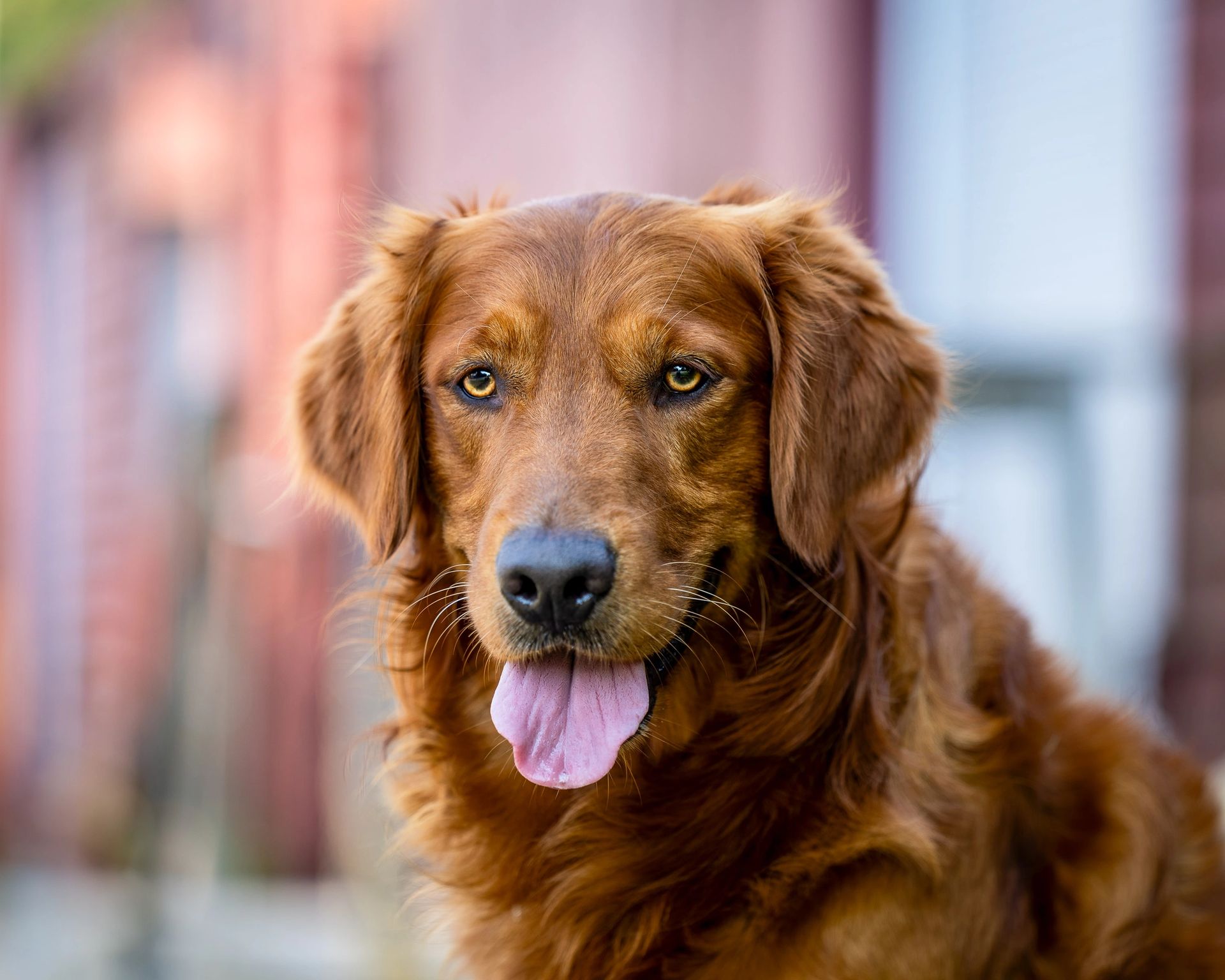 Spring and summer pet photography session outdoors